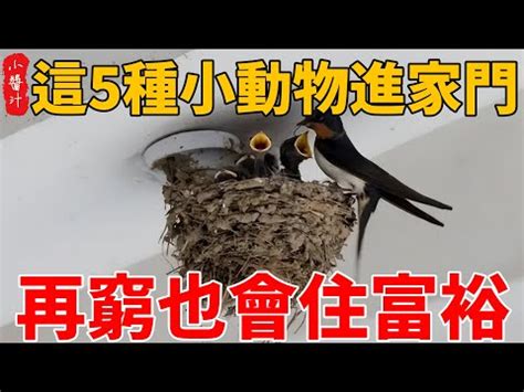 飛蛾 入屋|為何飛蛾突襲家中？